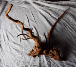 Alluvial Fleshes (2020) Rhododendron tree root